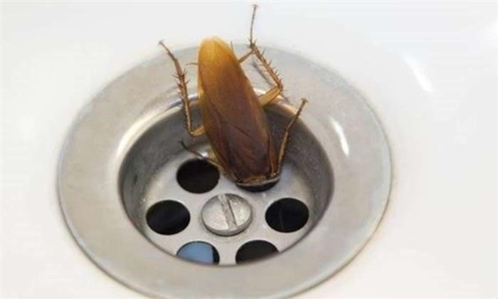 Часто задаваемые вопросы о насекомых в туалете