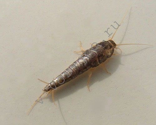 Образ жизни насекомых в ванной и способы борьбы с ними: