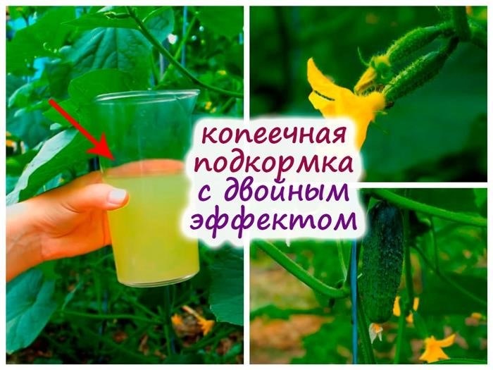 Как приготовить и использовать раствор нашатырного спирта от паутинного клеща на огурцах в теплице