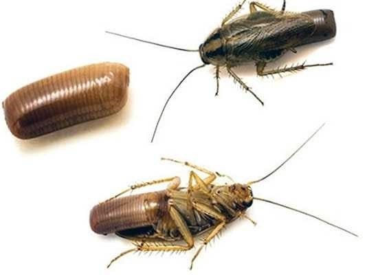 Скорость роста тараканов в различных условиях