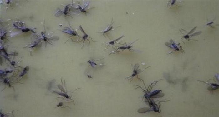 Как избавиться от мух-долгоносиков?