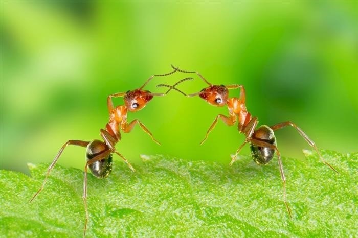 Таблица: когда муравьи начинают летать