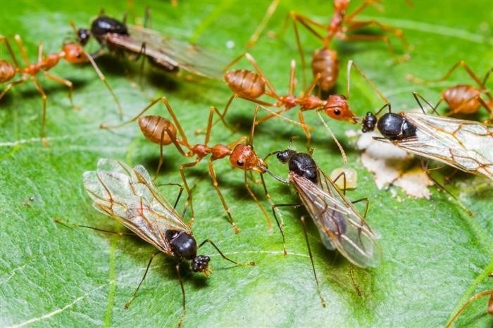 Процесс размножения у муравьев