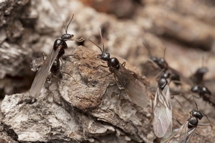 Зачем муравьям летать