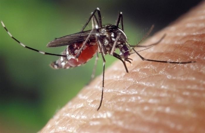 Симптомы укусов комаров: