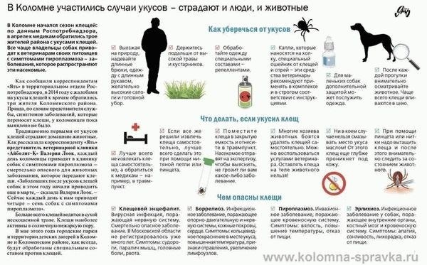 Выбор метода удаления клеща у кота