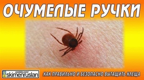 Профилактика клещей у кота