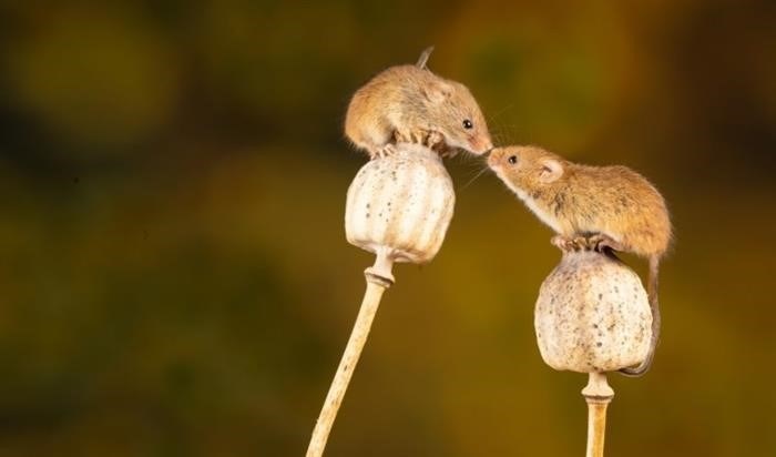 Мыши – сумеречные животные