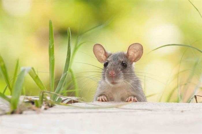 Одна мышь способна произвести до 10 пометов в течение года