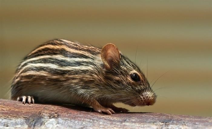 Мыши – разносторонний вид млекопитающих