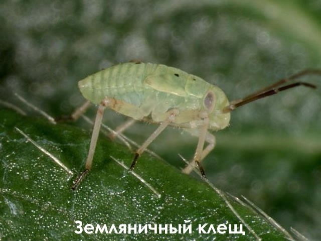 Земляничный клещ и народные способы борьбы