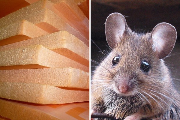 Чем привлекателен утеплитель для мышей и крыс?