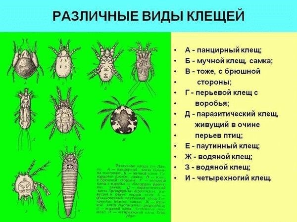 Ротовой аппарат и особенности питания клещей