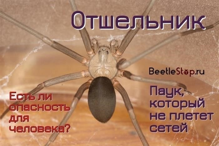 Вероятность встречи с пауком отшельником в России