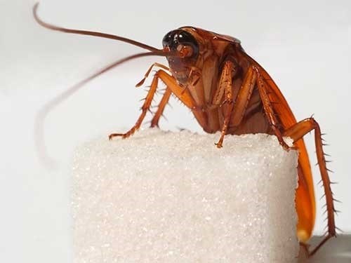 Правила применения и меры предосторожности при использовании серной шашки от тараканов