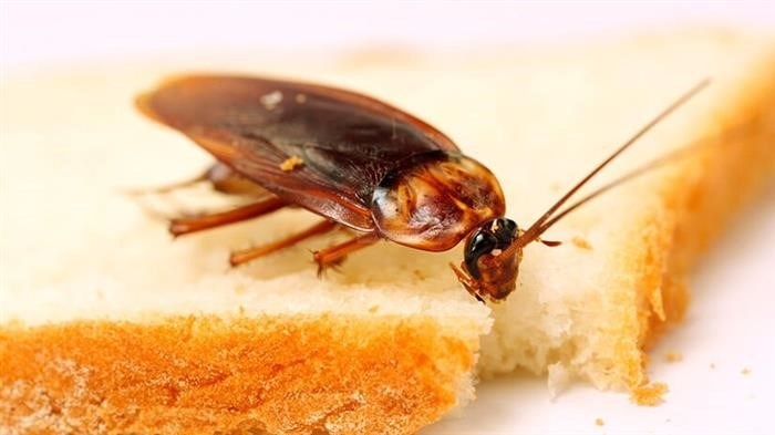 Что не любят и не едят домашние тараканы
