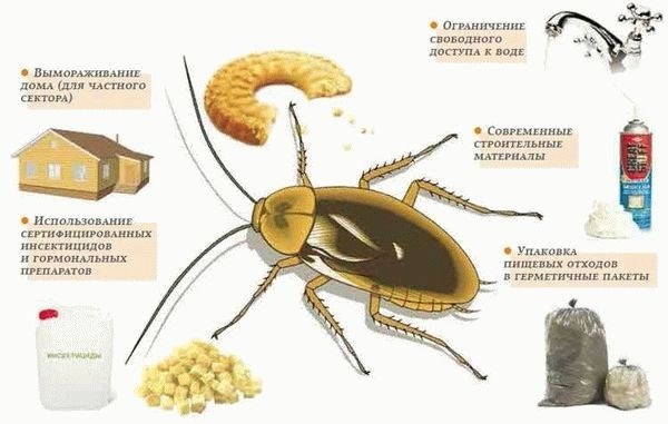 Топ средства для борьбы с черными большими тараканами