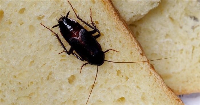 Можно ли избавиться от черных тараканов самому?