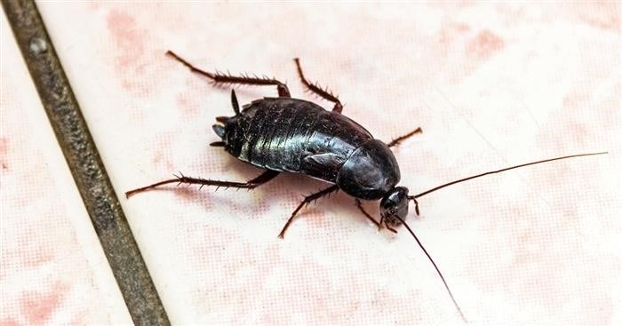 Как определить наличие черных больших тараканов в квартире