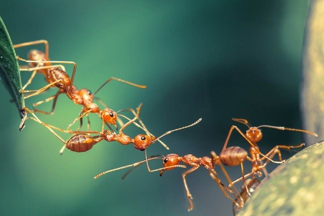 Почему муравьи обладают такой силой