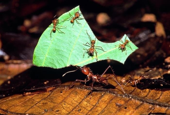 Роль муравьев в природе