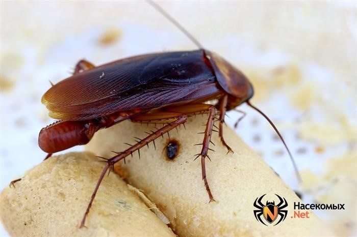 Размножение тараканов: особенности и способы прогресса