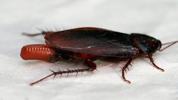 Тараканы: откладывают яйца или являются живородящими?