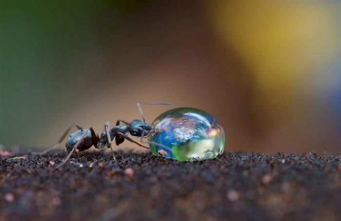Устройство муравейника для зимовки