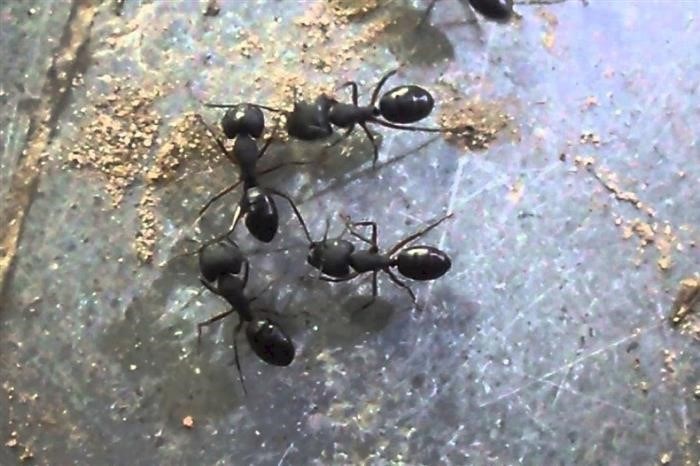 Где и как проходит зимовка у муравьев