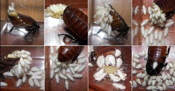 Жизненный цикл таракана, развитие личинки