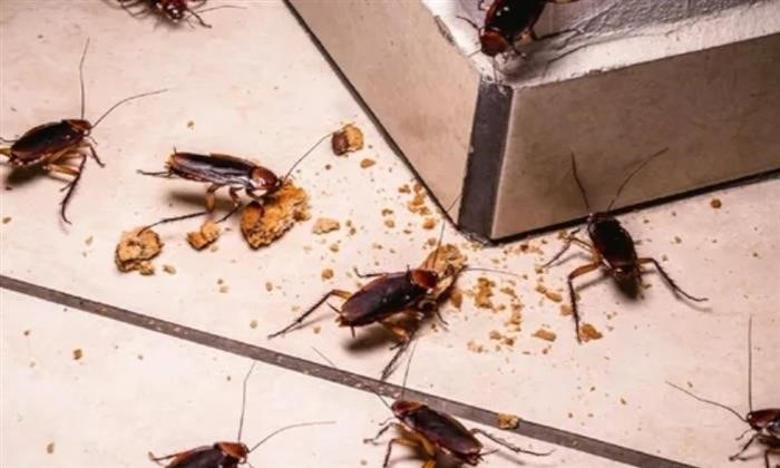 Что заставляет тараканов приближаться к человеку?
