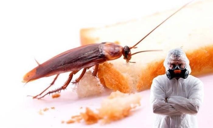 Кусаются ли тараканы 
