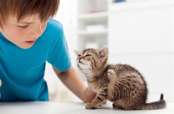 Лечение кошки и человека от блох