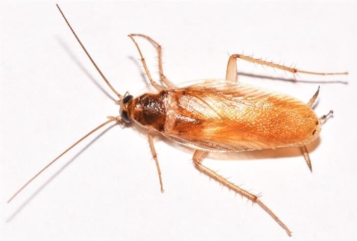 Факторы, влияющие на длительность жизни тараканов