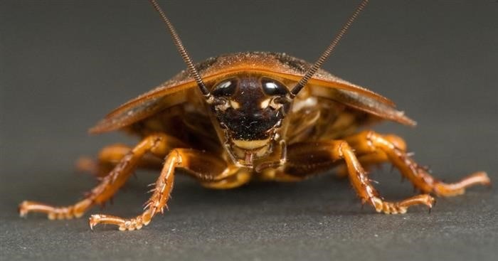 Как самостоятельно избавиться от тараканов в доме?