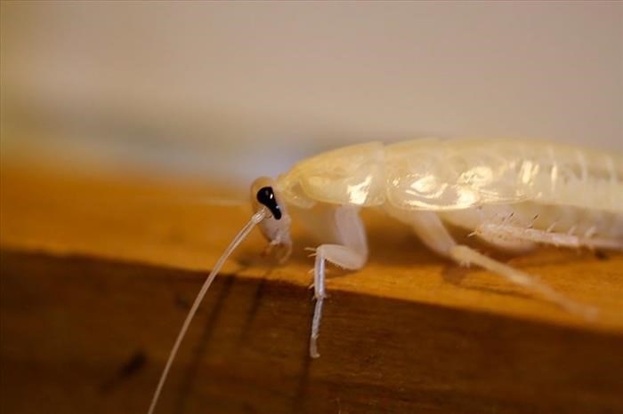 Несут ли опасность тараканы альбиносы