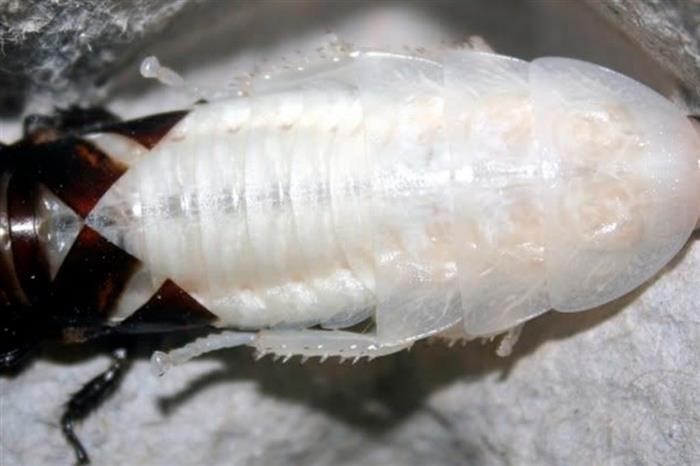 Чем опасны белые тараканы?
