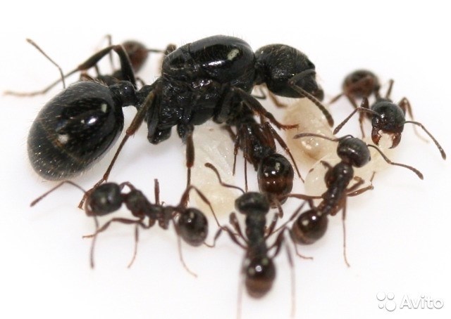Как часто муравьи едят