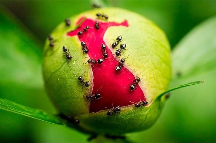 Чем муравьи питаются в дикой природе?