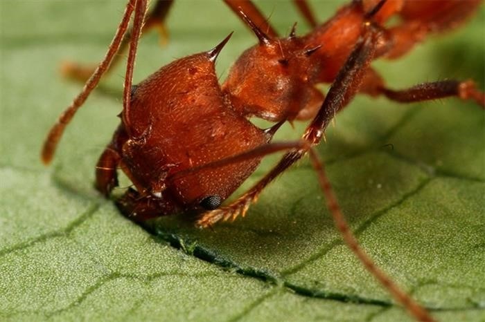 Что едят муравьи?