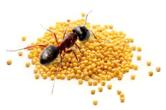 Что муравьи едят