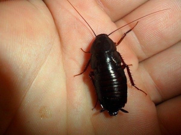 Большие черные тараканы в квартире, как избавиться?
