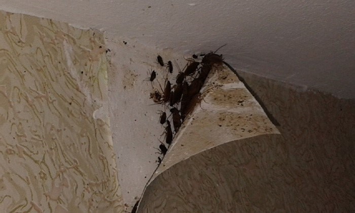 Откуда появляются тараканы в доме?