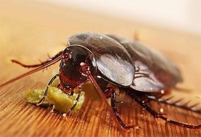 Как тараканы попадают в квартиру и где они обитают