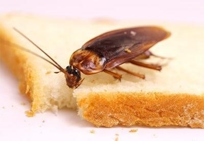 Как понять, что тараканы ползут от соседей?