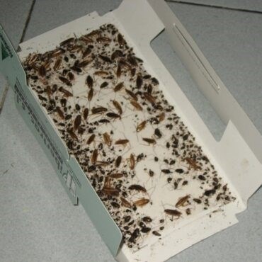 Как предотвратить появление рыжих тараканов в доме?