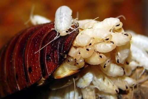 Тараканы и вода: сколько времени они могут прожить без нее?