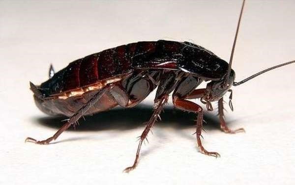 Воняют или нет: виды тараканов домашних