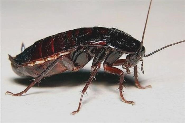 Дизентерия: очередная опасность от тараканов?