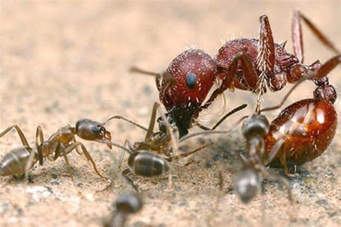 Что является самым холодным местом, где могут жить муравьи?